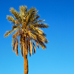 Image showing tropical palm in morocco africa alone   and the sky