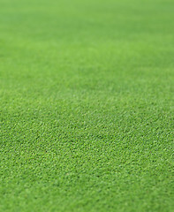 Image showing fine green grass