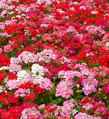 Image showing geraniums