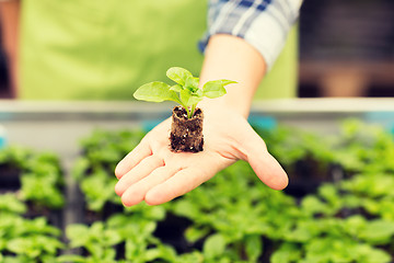 Image showing close up of woman hand holding seedling sprout