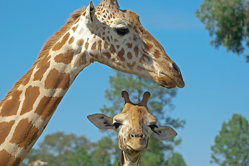 Image showing mother and baby giraffe