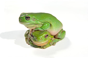 Image showing two green tree frogs