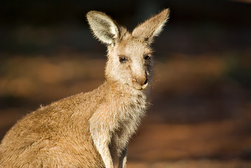 Image showing kangaroo close up