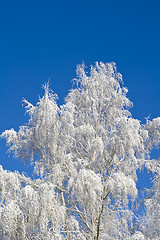 Image showing Birches 02