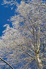 Image showing Birches 04