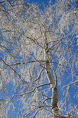 Image showing Birches 06