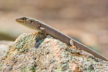 Image showing skink