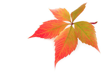 Image showing autumn leaf on white background