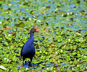 Image showing water hen