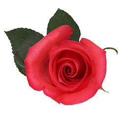 Image showing Red rose isolated on white background