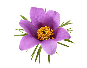 Image showing isolated flower