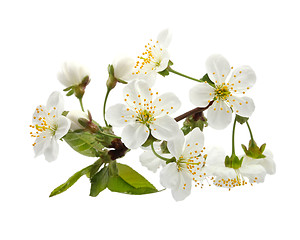 Image showing cherry twig in bloom isolated