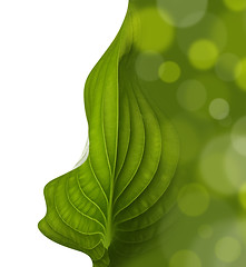 Image showing green leaf background