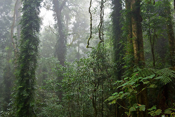 Image showing rain forest