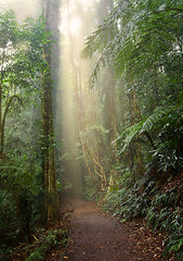 Image showing rain forest light