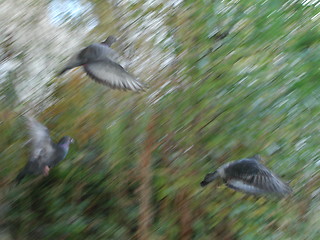 Image showing Blurred Pigeons