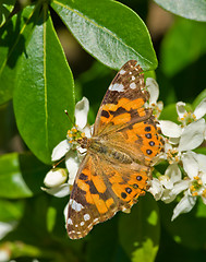 Image showing orange butterfly