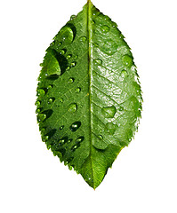 Image showing water on leaf