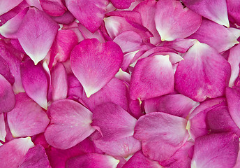 Image showing rose petal background