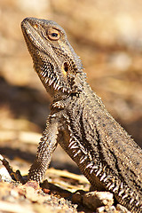 Image showing lizard getting warm