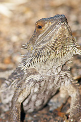 Image showing central bearded dragon