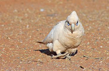 Image showing cocky coming to get you