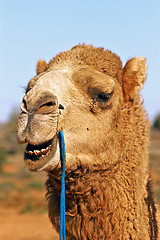 Image showing close up of camel