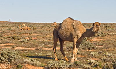 Image showing camel in the desert