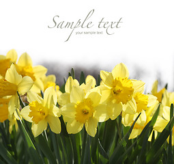 Image showing Yellow daffodils 