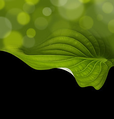 Image showing green leaf background