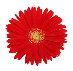 Image showing red gerbera flower