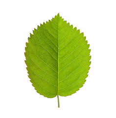 Image showing close up green leaf isolated