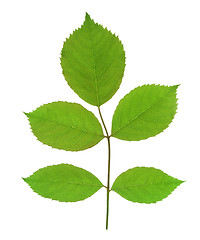 Image showing green leaf isolated