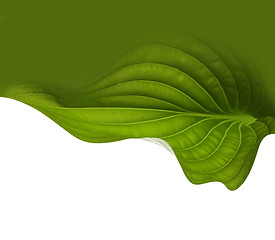 Image showing green leaf background