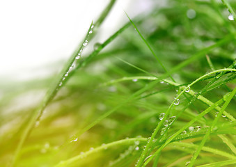 Image showing soft green grass background