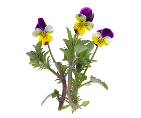 Image showing pansy flower isolated on white