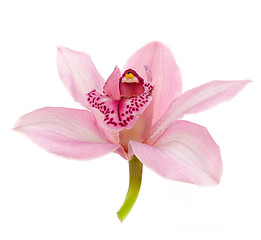 Image showing pink orchid isolated on white background