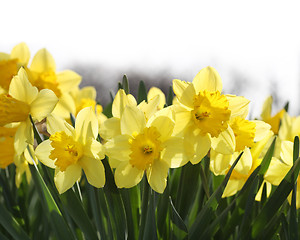 Image showing Yellow daffodils 