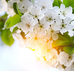 Image showing cherry twig in bloom