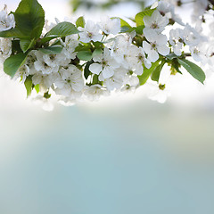 Image showing cherry twig in bloom