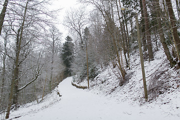 Image showing winter spruce forest and snow cowered field