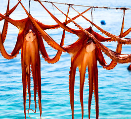 Image showing octopus   drying  in the sun europe greece santorini and light