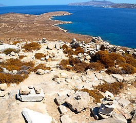 Image showing plant  in delos greece the historycal acropolis and old ruin sit