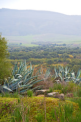 Image showing volubilis in morocco africa the old  agave  and site