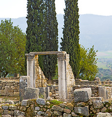 Image showing volubilis in morocco africa  cypress and site