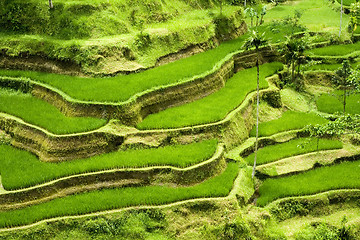 Image showing Rice terrace in Bali

