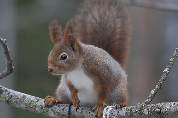 Image showing red squirrel