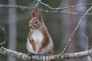 Image showing squirrel