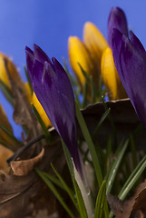 Image showing crocus