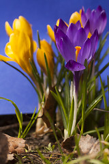 Image showing crocus